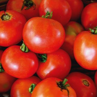 Scotia Tomato Thumbnail